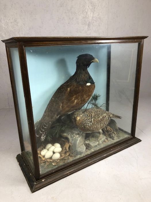 Large Victorian cased taxidermy study of two Scottish Capercaillie birds in naturalistic setting, - Image 7 of 7