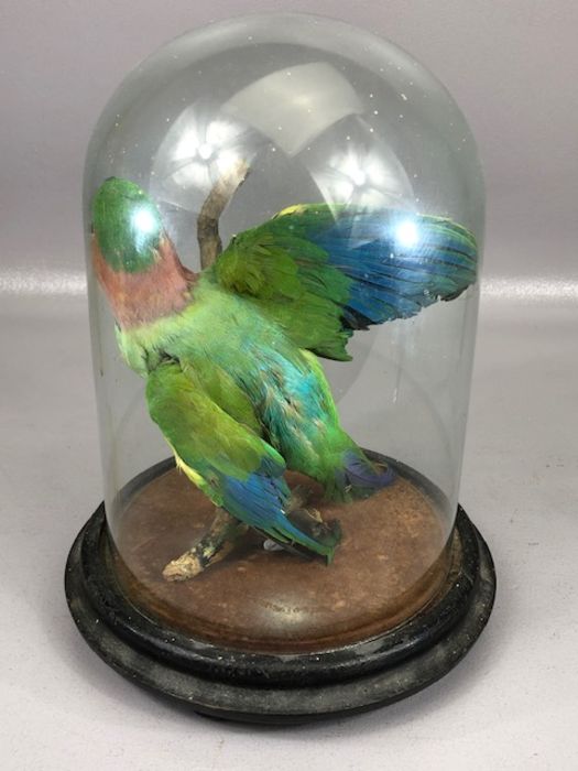 Taxidermy Study of a small parakeet, under glass dome, on wooden base, height of dome approx 26cm - Image 4 of 5