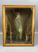 Cased Taxidermy Study of a Green Woodpecker in a Naturalistic setting, case approx 27cm x 13cm x