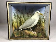 Cased Taxidermy Study of a Seagull in a naturalistic setting, case approx 55cm x 20cm x 48cm,