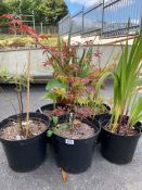 Collection of six garden plants, to include Acers