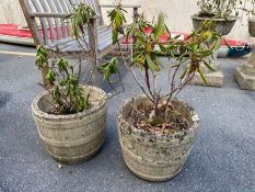 Two concrete garden planters, of barrel form, approx 30cm tall
