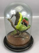 Taxidermy Study of a small parakeet, under glass dome, on wooden base, height of dome approx 26cm