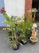 Collection of garden plants to include Lilies and Palms, approx 11