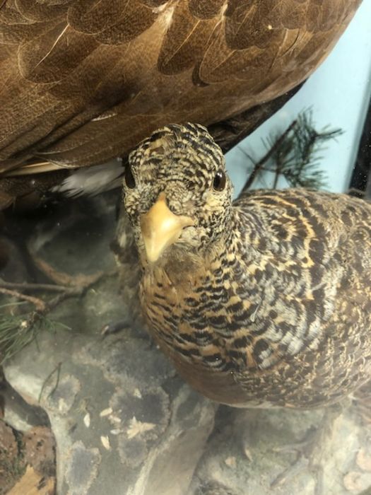 Large Victorian cased taxidermy study of two Scottish Capercaillie birds in naturalistic setting, - Image 5 of 7