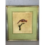 Framed watercolour study of a Virginian Nightingale, signed W Mayer? 1779, approx 31cm x 35cm inside