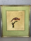 Framed watercolour study of a Virginian Nightingale, signed W Mayer? 1779, approx 31cm x 35cm inside