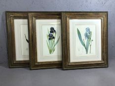 TROWBRIDGE GALLERY PRINTS, set of three botanical prints, wooden frames with gallery labels verso,