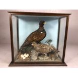 Large Victorian cased taxidermy study of two Scottish Capercaillie birds in naturalistic setting,