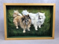 Three dimensional portrait of two Pomeranian dogs, in box frame, approx 69cm x 50cm x 9cm deep