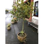 Circular terracotta pot (A/F) containing variegated holly tree, overall height 200cm