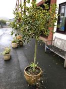 Circular terracotta pot (A/F) containing variegated holly tree, overall height 200cm