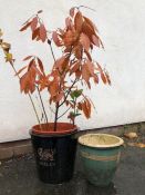 Two ceramic garden pots, one for Wales with the Welsh dragon