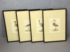 Four framed watercolour and ink pictures of birds, each titled in pencil lower left 'Bittern'. '