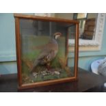 French Cock Partridge in presentation case