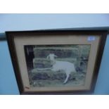 Oak framed photograph print of a goat resting on concrete steps