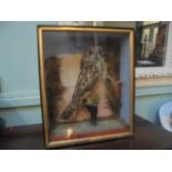 Tawny Owl in black painted wooden and glass case