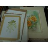 Sel. of unframed watercolours principally of flowers