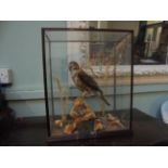 Young Sparrow Hawk in glass case