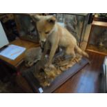 Mounted young Fox Cub on rectangular plinth