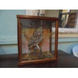 Little Owl in wooden and glass case