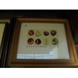 Gilt framed watercolour of apples by Sophie Allport dated 1995