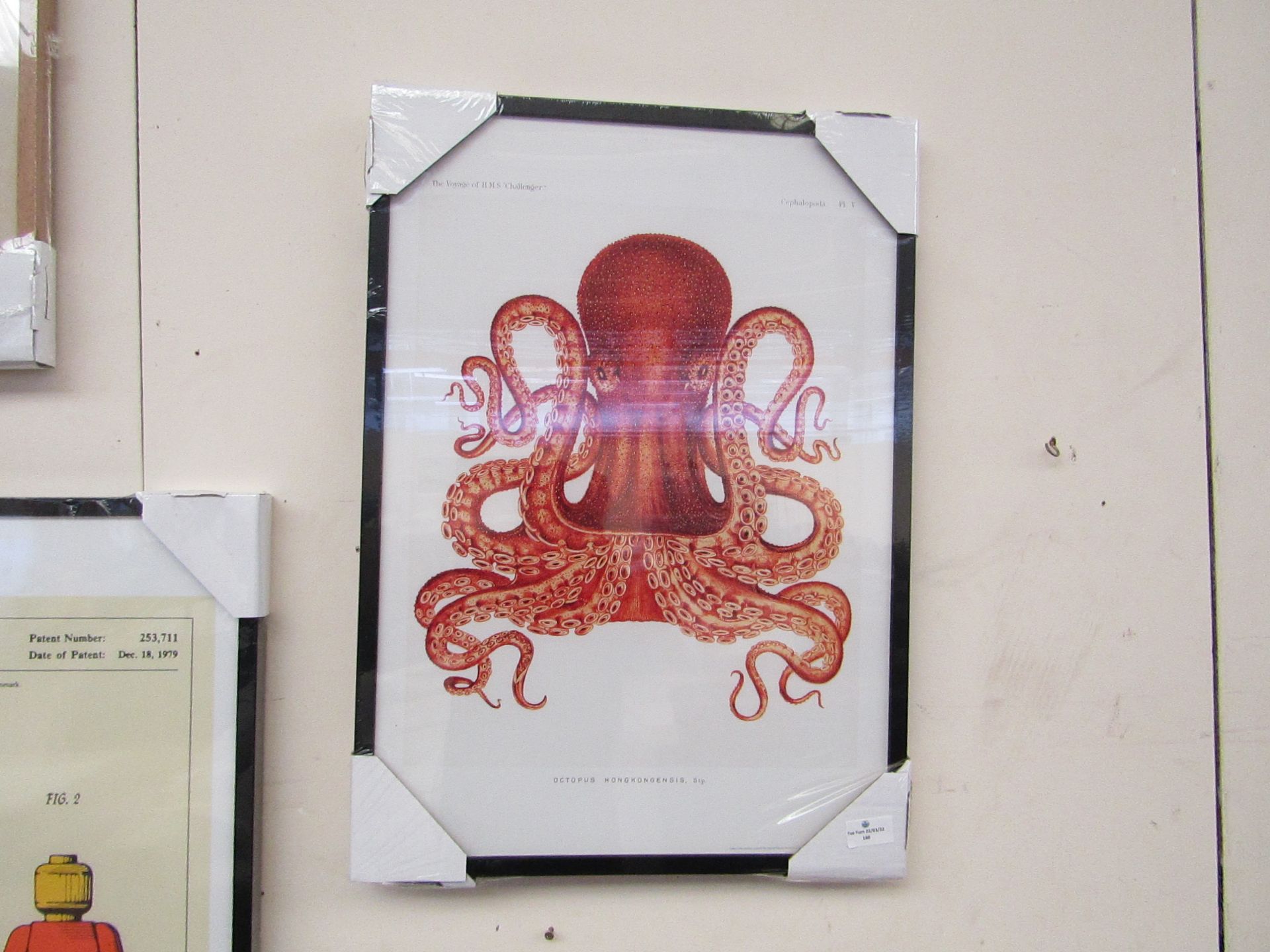 1 x Made.com Vintage Octopus Illustration from the Natural History Museum Framed Wall Art Print A2