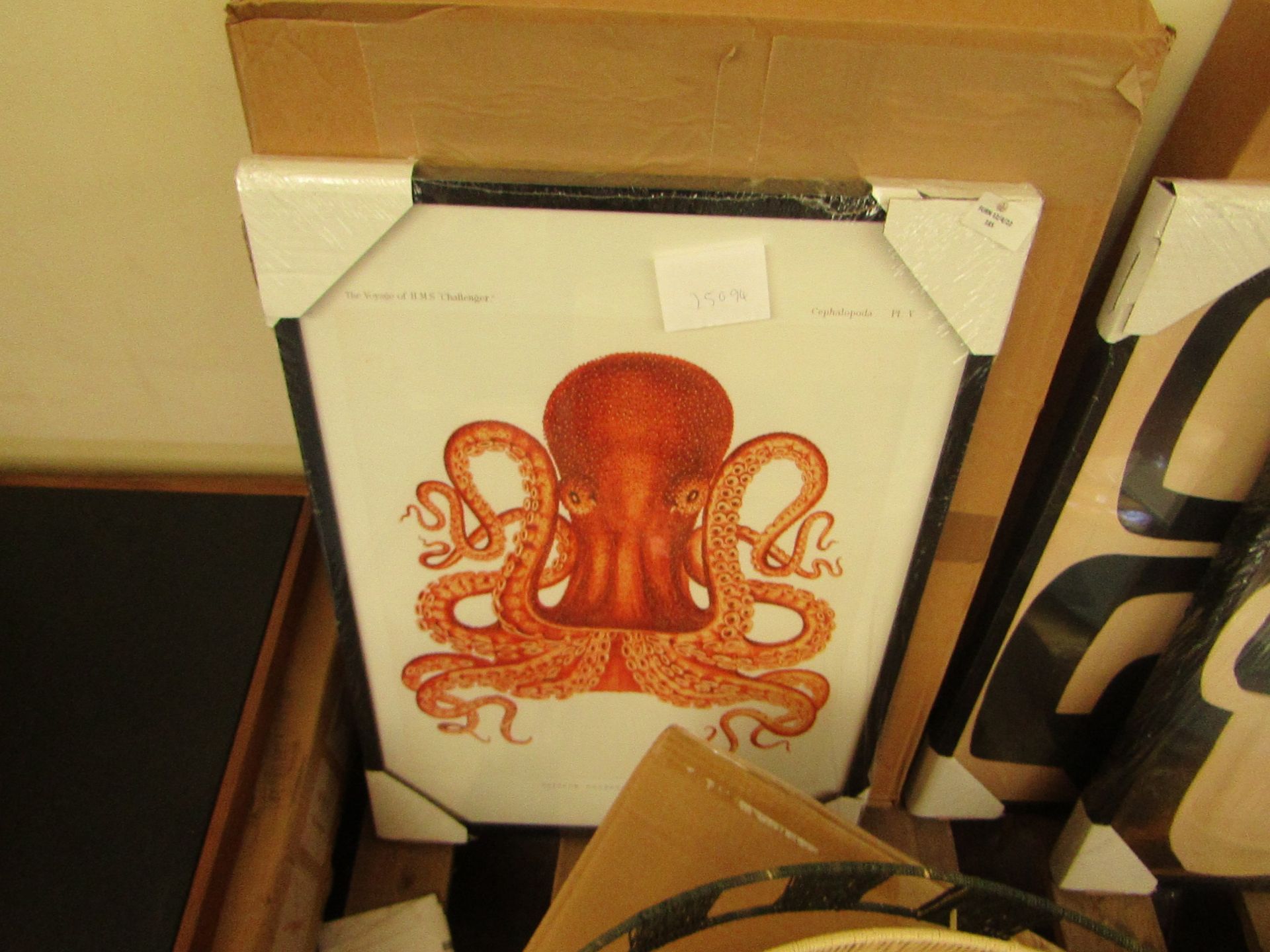 | 1X | MADE.COM NATURAL HISTORY MUSEUM VINTAGE OCTUPUS FRAMED PRINT | GOOD CONDITION & BOXED |