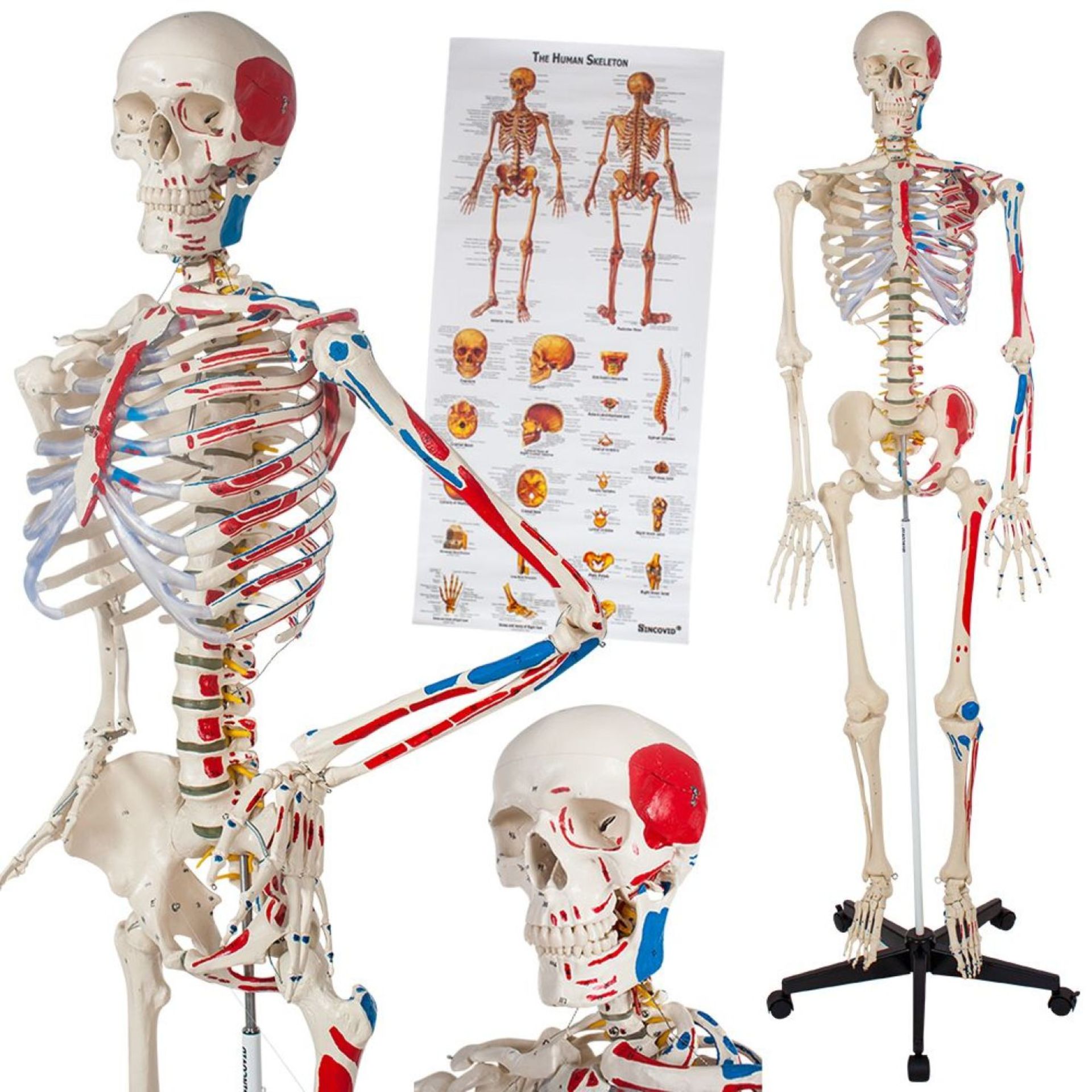 Tectake - Human Skeleton With Muscles Bones And Numbering White - Boxed. RRP £249.99
