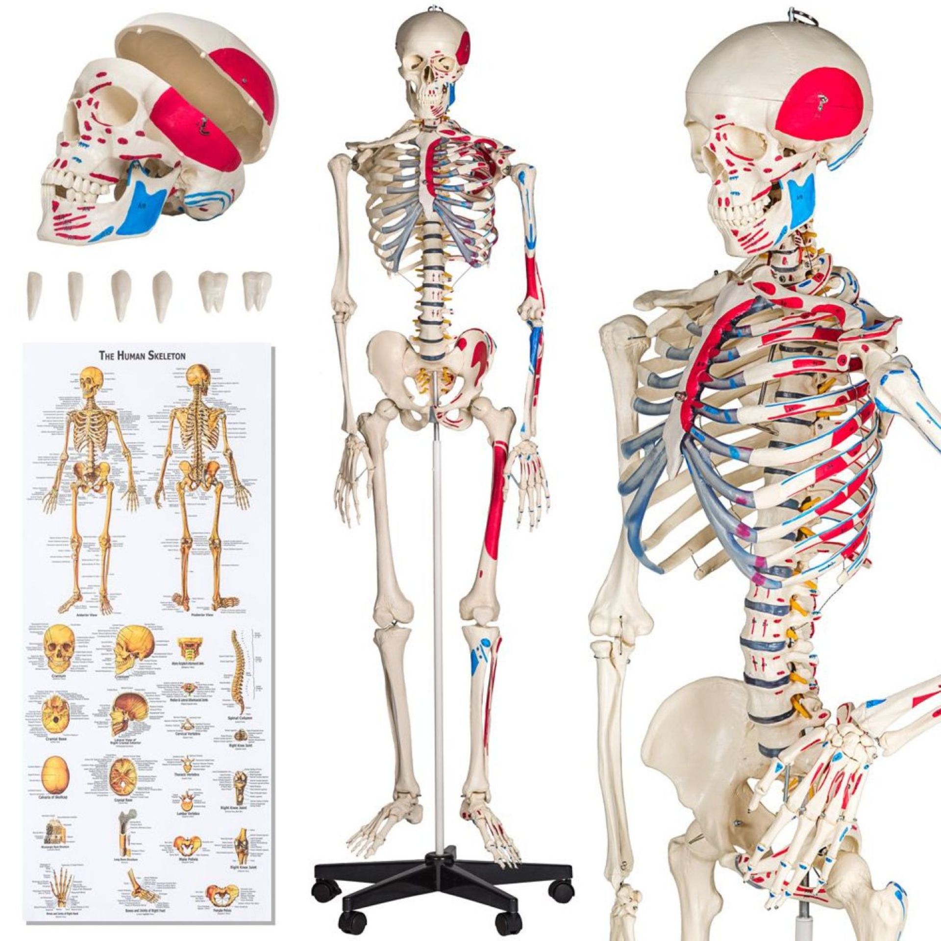 Tectake - Human Skeleton And Muscle Painting White - Boxed. RRP £187.99