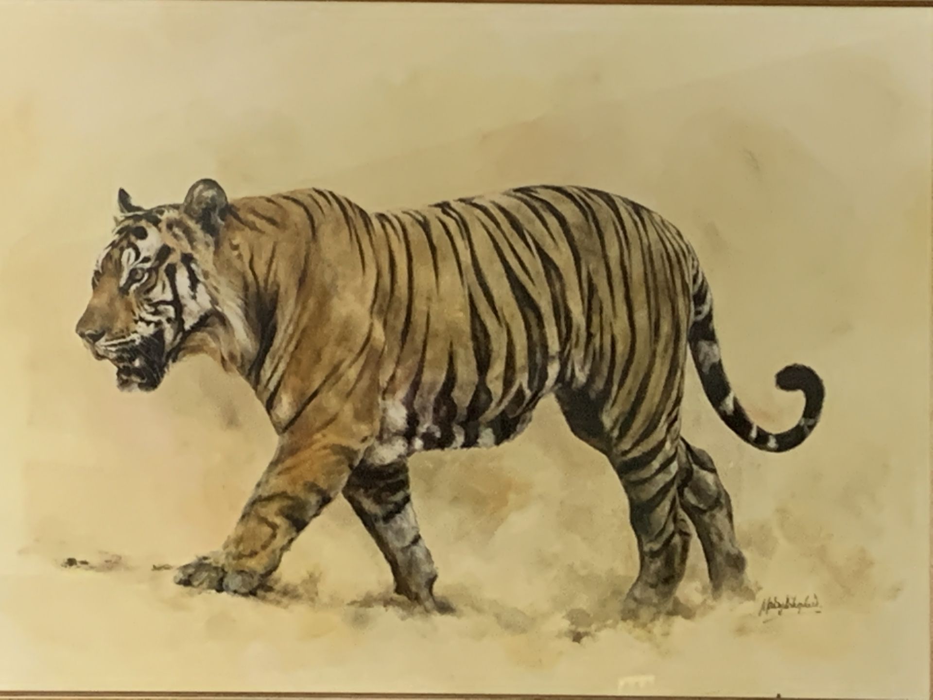 Framed and glazed painting 'Panthera Tigris' signed Mandy Shepherd - Image 2 of 4