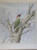 Framed and glazed watercolour of a woodpecker, together with two others