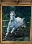 Gilt framed oil on canvas of a grey horse, signed J Blackburn