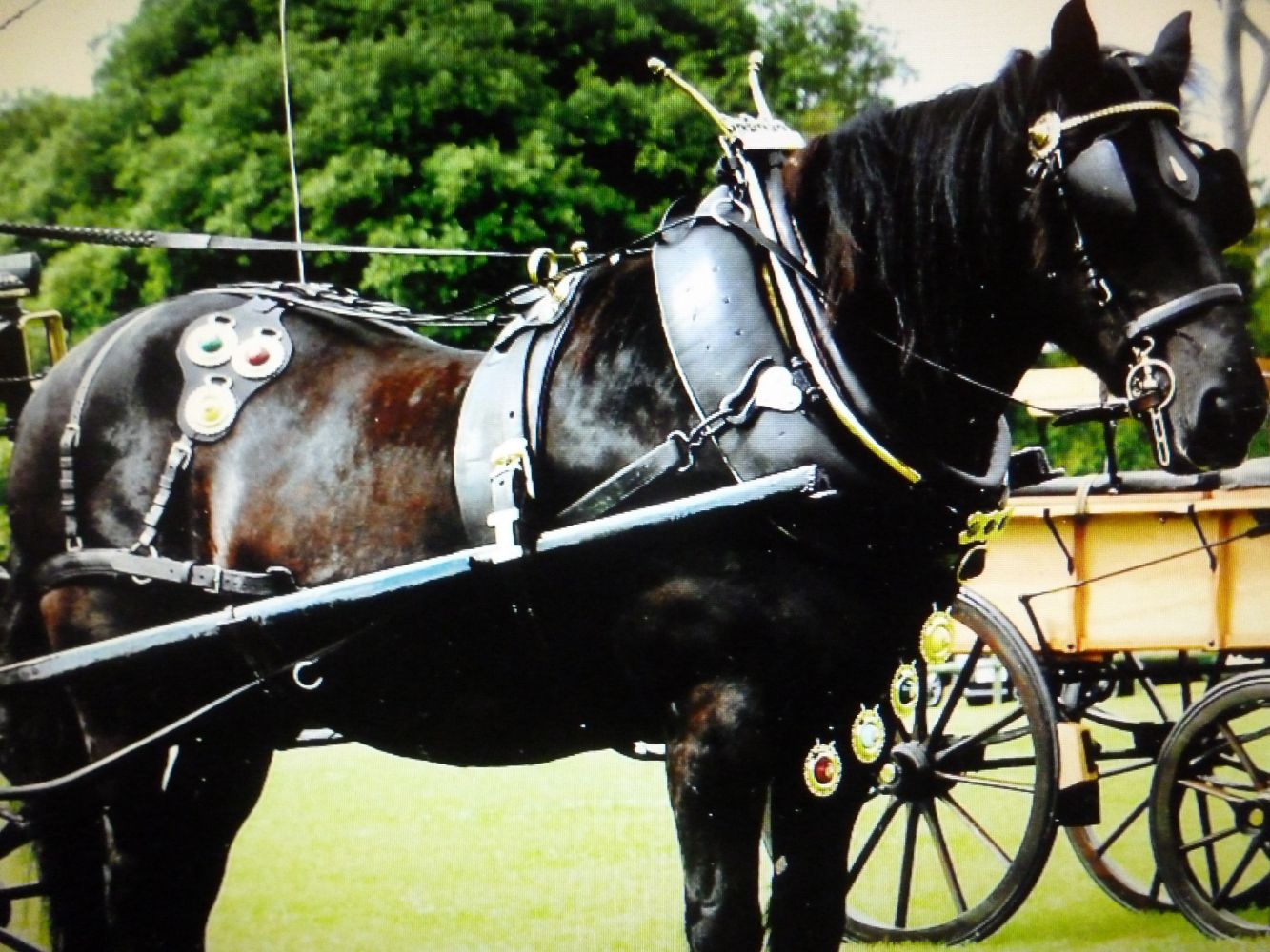 Horse-Drawn Vehicles, Saddlery and Tack, Harness, Sundry Accoutrements, Equestrian Pictures, Models & Books