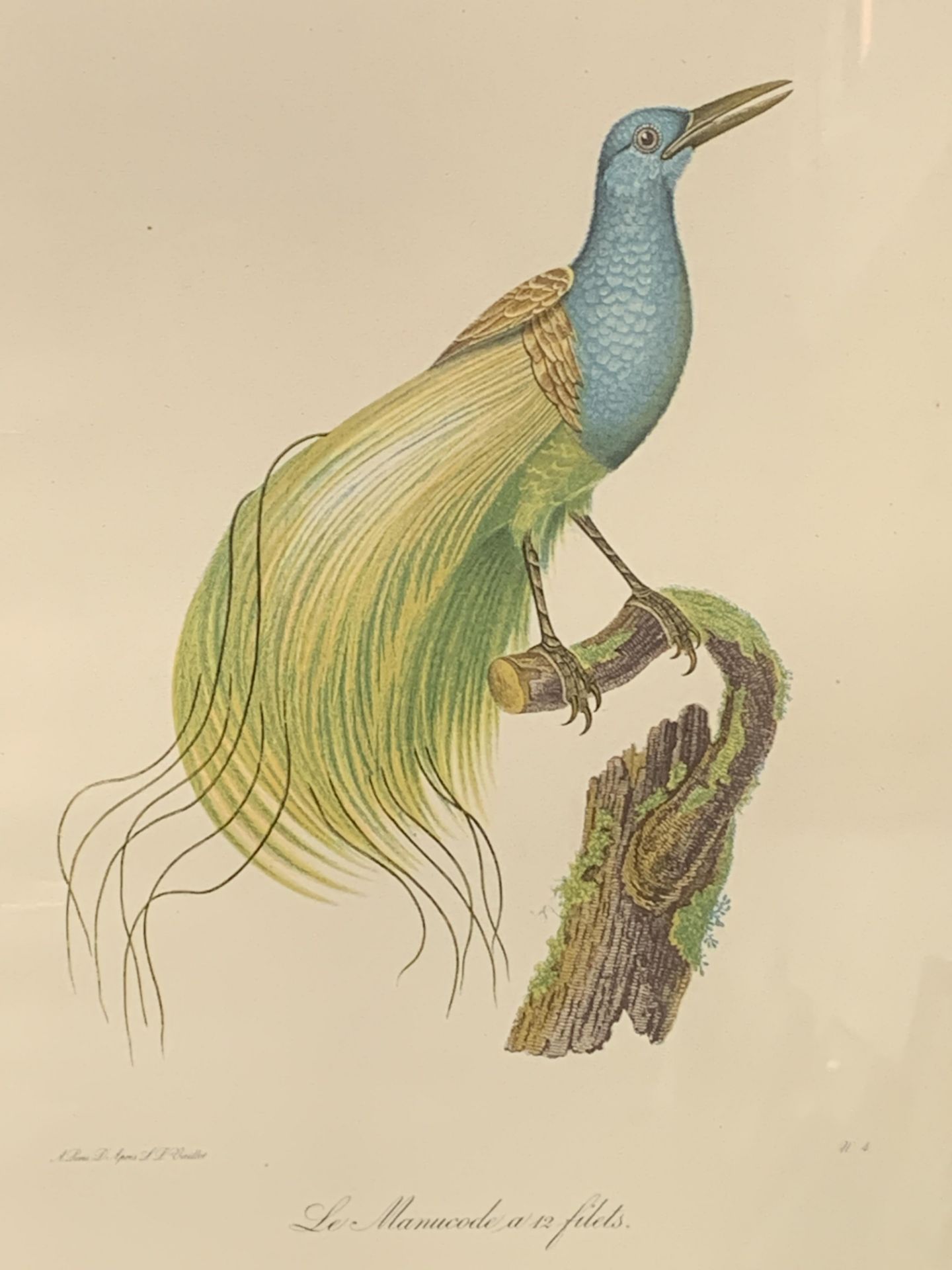 Framed and glazed print of an exotic bird - Bild 2 aus 2