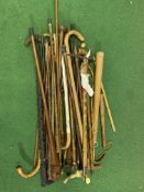 A collection of walking sticks