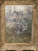 Framed and glazed oil on board of tree in blossom