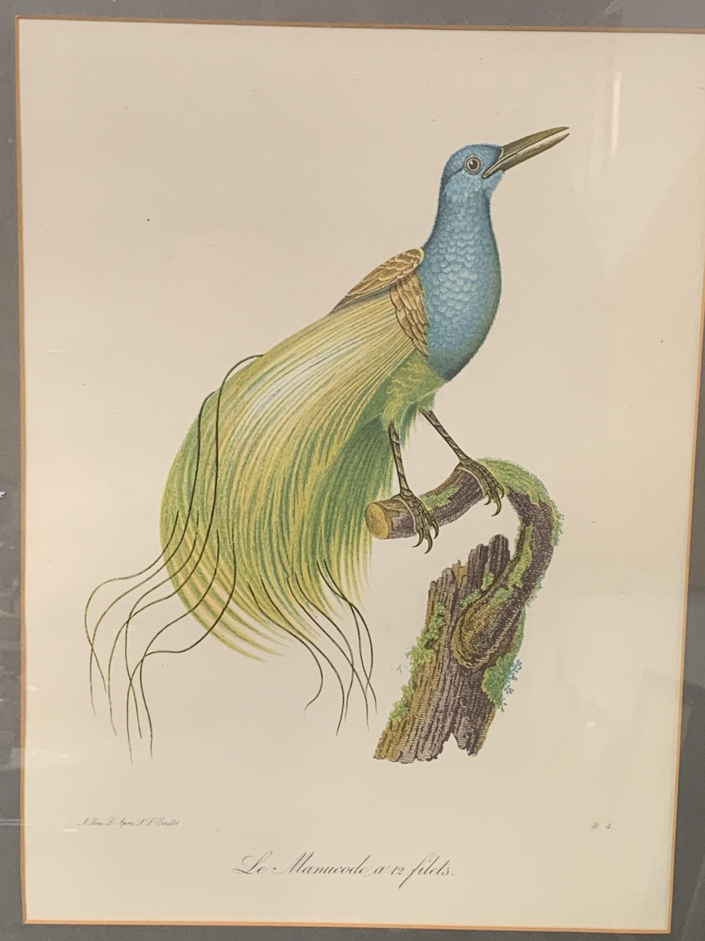 Framed and glazed print of an exotic bird