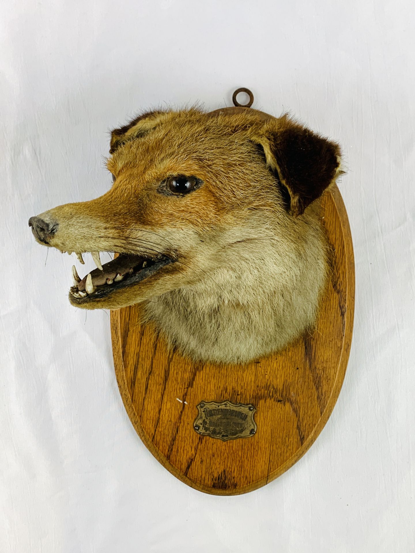 Taxidermy foxes head - Bild 3 aus 4