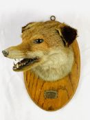 Taxidermy foxes head