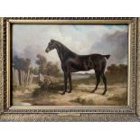 Framed oil on board of a horse, plaque written Samuel John Egbert Jones