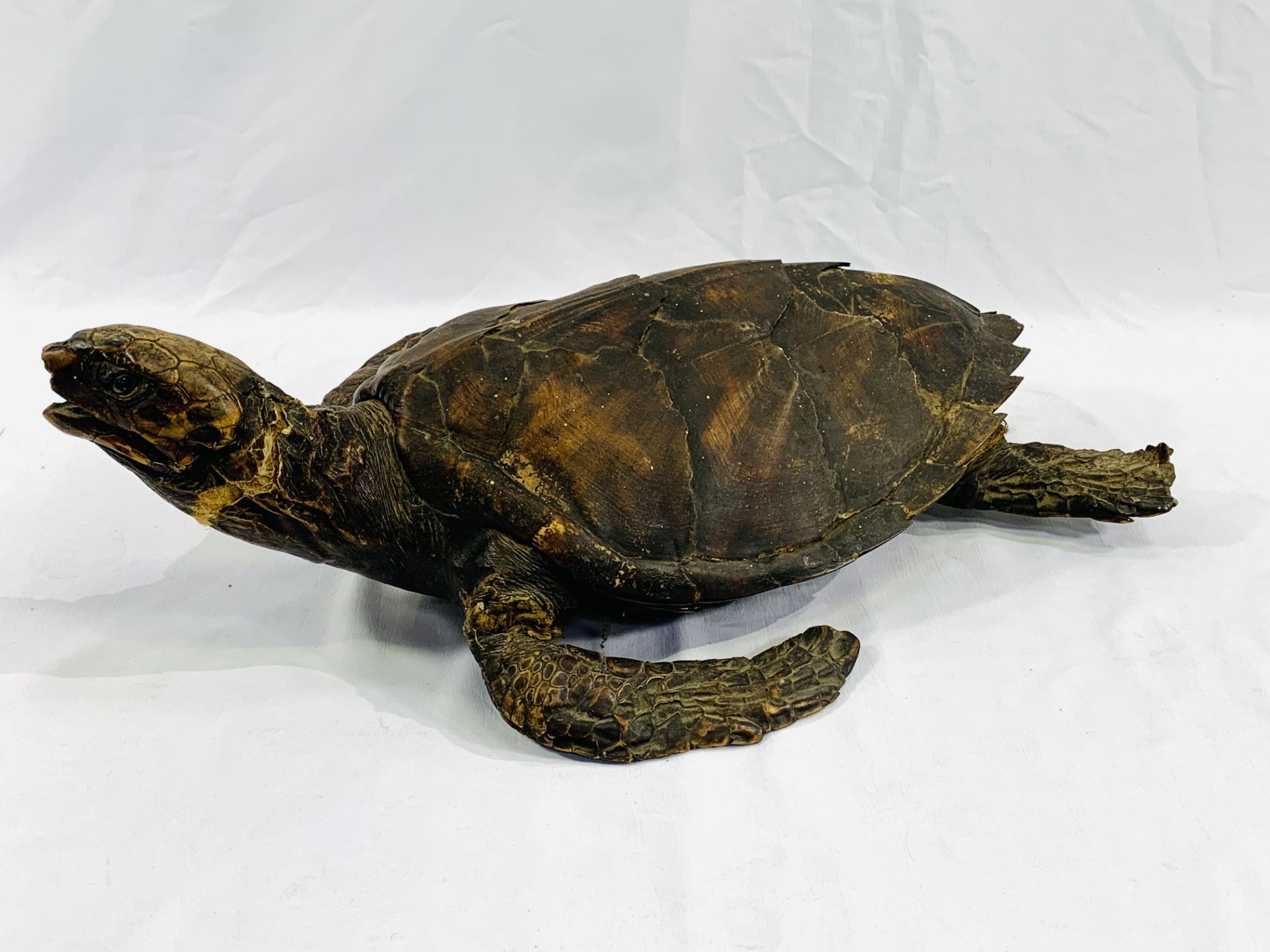 A taxidermy turtle. CITES regulations may be applicable to this lot.