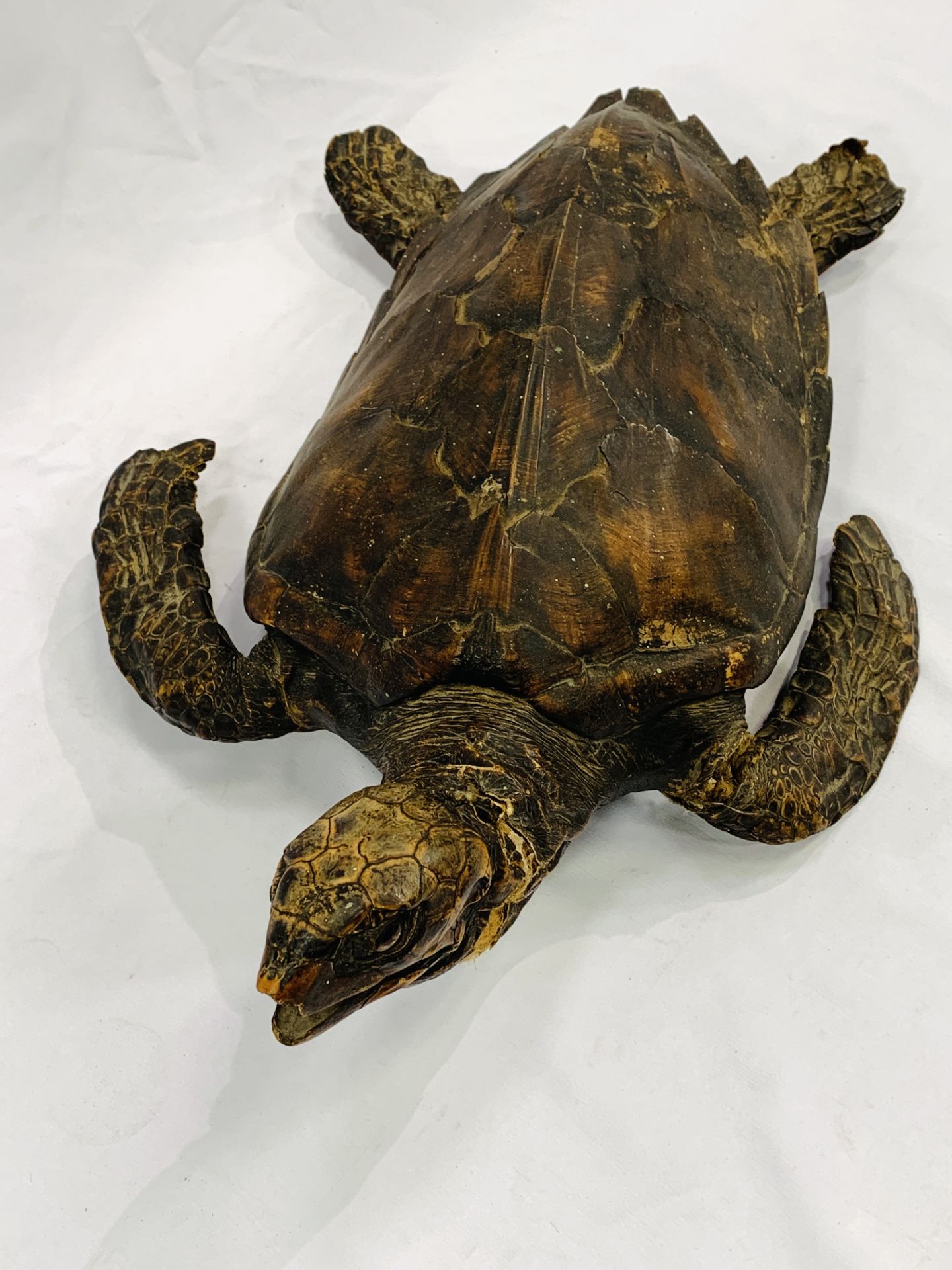 A taxidermy turtle. CITES regulations may be applicable to this lot. - Image 4 of 5
