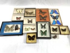A collection of mounted butterflies and moths