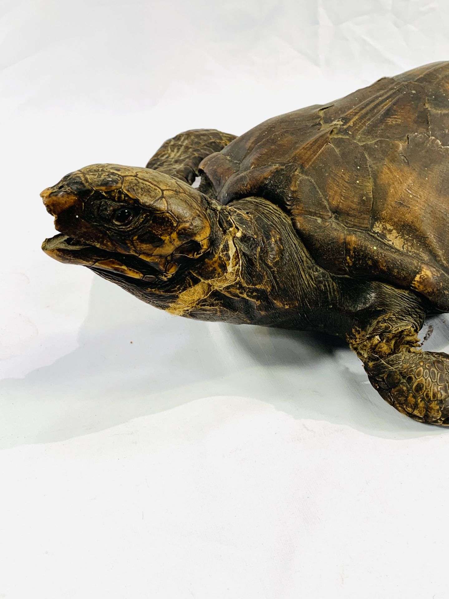 A taxidermy turtle. CITES regulations may be applicable to this lot. - Image 2 of 5