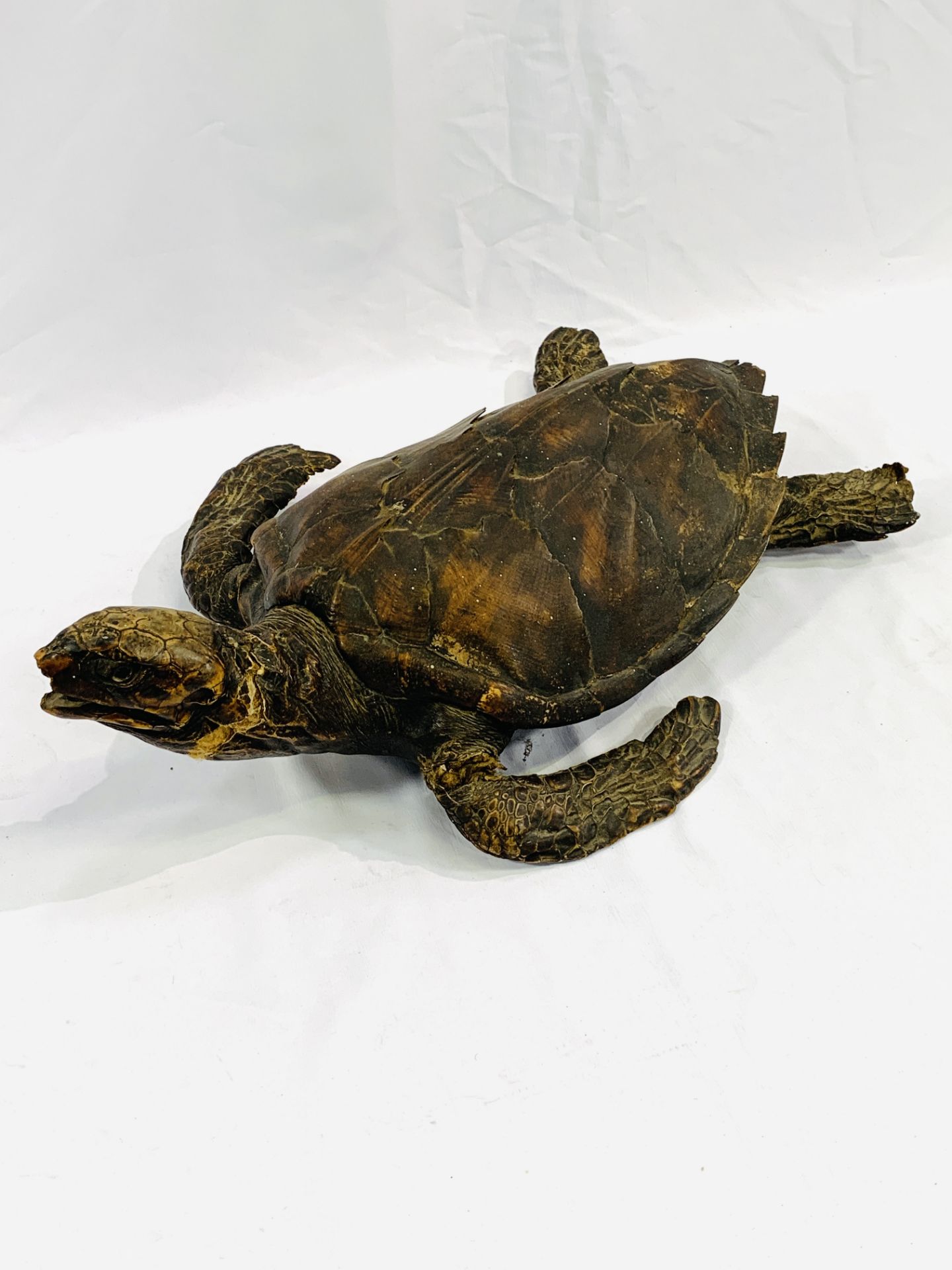 A taxidermy turtle. CITES regulations may be applicable to this lot. - Image 3 of 5