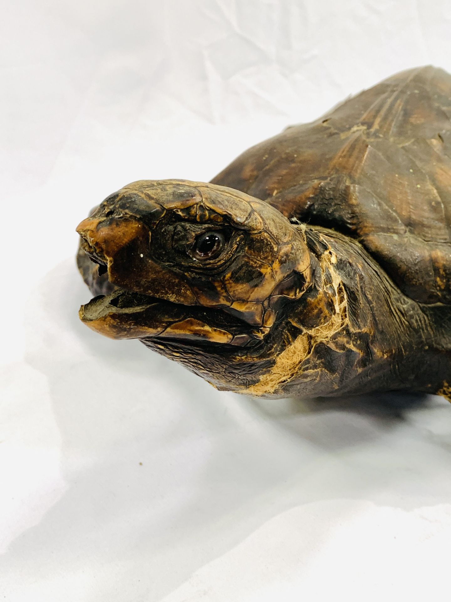 A taxidermy turtle. CITES regulations may be applicable to this lot. - Image 5 of 5