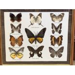 Framed collection of butterflies