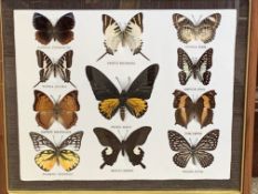 Framed collection of butterflies