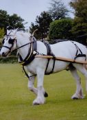 Complete set of heavy small cob/pony van harness with plaited reins, 20” collar